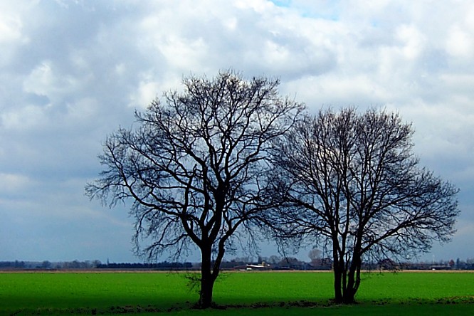 Two Trees (#01)